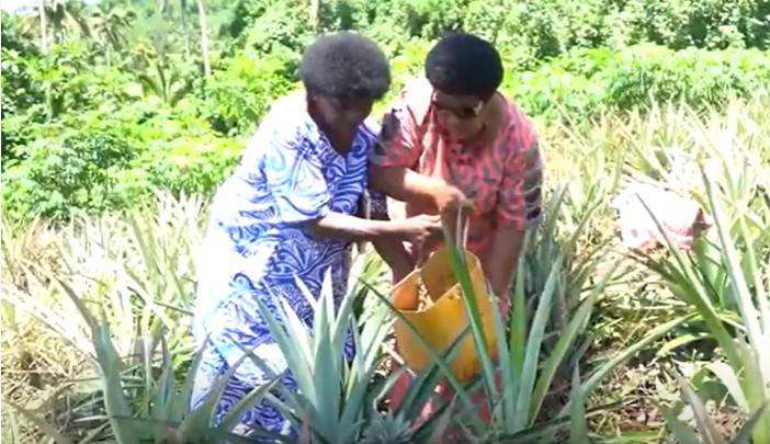 ORGANIC FARMING FIJI