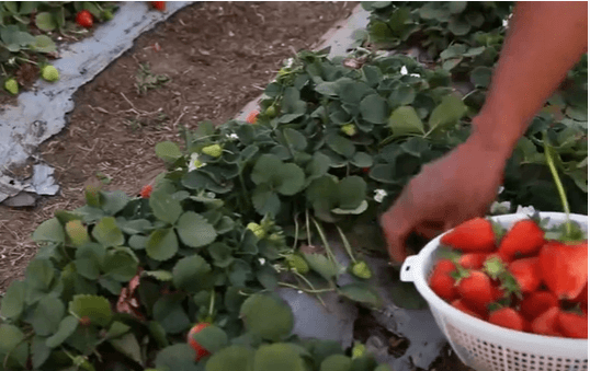 growing organic strawberries